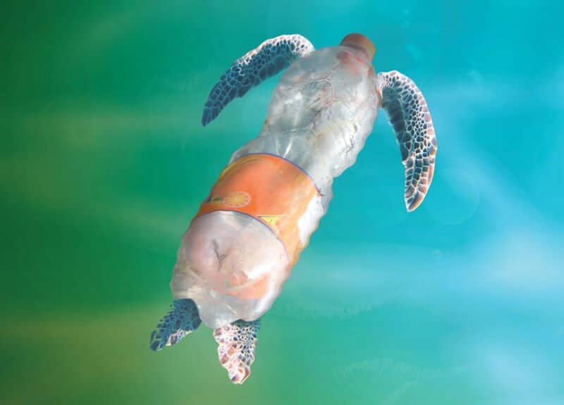 Tortue bouteille, photomontage pour créer un animal marin déchet